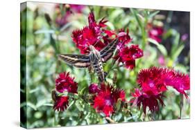 USA, Colorado, Colorado Springs. the Broadmoor, White-Lined Sphinx-Trish Drury-Stretched Canvas