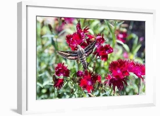 USA, Colorado, Colorado Springs. the Broadmoor, White-Lined Sphinx-Trish Drury-Framed Photographic Print