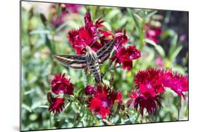 USA, Colorado, Colorado Springs. the Broadmoor, White-Lined Sphinx-Trish Drury-Mounted Photographic Print