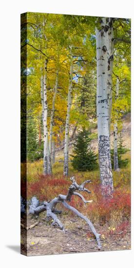 USA, Colorado. Colorful foliage in Rocky Mountain National Park.-Anna Miller-Stretched Canvas