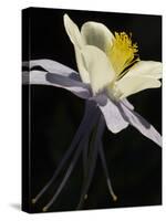 USA, Colorado, columbine close-up-George Theodore-Stretched Canvas