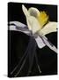 USA, Colorado, columbine close-up-George Theodore-Stretched Canvas