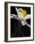 USA, Colorado, columbine close-up-George Theodore-Framed Photographic Print