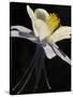 USA, Colorado, columbine close-up-George Theodore-Stretched Canvas