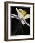 USA, Colorado, columbine close-up-George Theodore-Framed Photographic Print