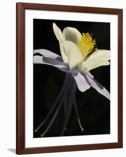 USA, Colorado, columbine close-up-George Theodore-Framed Photographic Print