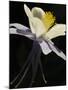 USA, Colorado, columbine close-up-George Theodore-Mounted Photographic Print