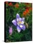 USA, Colorado, Columbine in Yankee Boy Basin in the Rocky Mountains-Jaynes Gallery-Stretched Canvas