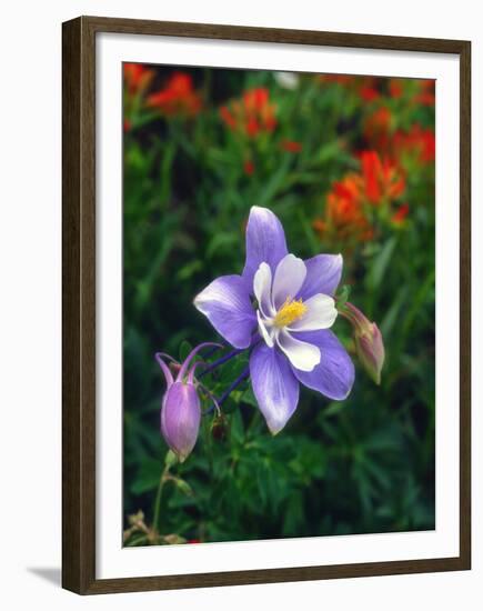USA, Colorado, Columbine in Yankee Boy Basin in the Rocky Mountains-Jaynes Gallery-Framed Premium Photographic Print