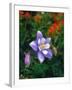 USA, Colorado, Columbine in Yankee Boy Basin in the Rocky Mountains-Jaynes Gallery-Framed Premium Photographic Print