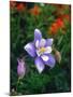 USA, Colorado, Columbine in Yankee Boy Basin in the Rocky Mountains-Jaynes Gallery-Mounted Premium Photographic Print