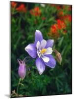 USA, Colorado, Columbine in Yankee Boy Basin in the Rocky Mountains-Jaynes Gallery-Mounted Photographic Print