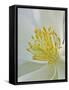 USA, Colorado, columbine stamen-George Theodore-Framed Stretched Canvas