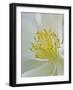 USA, Colorado, columbine stamen-George Theodore-Framed Photographic Print