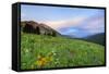 USA, Colorado, Crested Butte. Landscape of wildflowers and mountains.-Dennis Flaherty-Framed Stretched Canvas