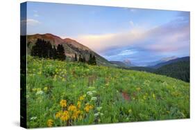 USA, Colorado, Crested Butte. Landscape of wildflowers and mountains.-Dennis Flaherty-Stretched Canvas