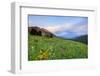 USA, Colorado, Crested Butte. Landscape of wildflowers and mountains.-Dennis Flaherty-Framed Photographic Print