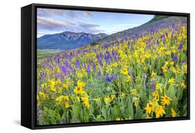 USA, Colorado, Crested Butte. Landscape of wildflowers on hillside.-Dennis Flaherty-Framed Stretched Canvas