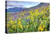 USA, Colorado, Crested Butte. Landscape of wildflowers on hillside.-Dennis Flaherty-Stretched Canvas