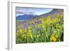 USA, Colorado, Crested Butte. Landscape of wildflowers on hillside.-Dennis Flaherty-Framed Photographic Print