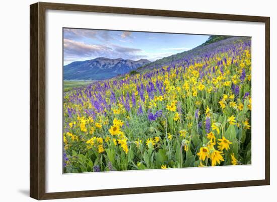 USA, Colorado, Crested Butte. Landscape of wildflowers on hillside.-Dennis Flaherty-Framed Photographic Print