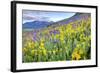 USA, Colorado, Crested Butte. Landscape of wildflowers on hillside.-Dennis Flaherty-Framed Photographic Print