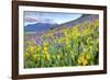 USA, Colorado, Crested Butte. Landscape of wildflowers on hillside.-Dennis Flaherty-Framed Photographic Print