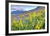 USA, Colorado, Crested Butte. Landscape of wildflowers on hillside.-Dennis Flaherty-Framed Photographic Print