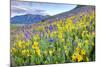 USA, Colorado, Crested Butte. Landscape of wildflowers on hillside.-Dennis Flaherty-Mounted Photographic Print