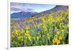 USA, Colorado, Crested Butte. Landscape of wildflowers on hillside.-Dennis Flaherty-Framed Photographic Print