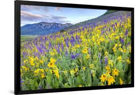 USA, Colorado, Crested Butte. Landscape of wildflowers on hillside.-Dennis Flaherty-Framed Photographic Print