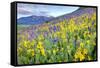 USA, Colorado, Crested Butte. Landscape of wildflowers on hillside.-Dennis Flaherty-Framed Stretched Canvas