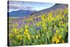 USA, Colorado, Crested Butte. Landscape of wildflowers on hillside.-Dennis Flaherty-Stretched Canvas