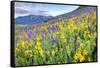 USA, Colorado, Crested Butte. Landscape of wildflowers on hillside.-Dennis Flaherty-Framed Stretched Canvas