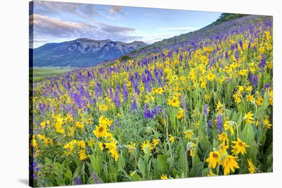USA, Colorado, Crested Butte. Landscape of wildflowers on hillside.-Dennis Flaherty-Stretched Canvas