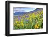 USA, Colorado, Crested Butte. Landscape of wildflowers on hillside.-Dennis Flaherty-Framed Photographic Print