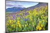 USA, Colorado, Crested Butte. Landscape of wildflowers on hillside.-Dennis Flaherty-Mounted Photographic Print