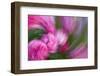 USA, Colorado, Crested Butte. Peony Flower Montage-Jaynes Gallery-Framed Photographic Print