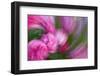 USA, Colorado, Crested Butte. Peony Flower Montage-Jaynes Gallery-Framed Photographic Print