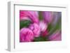 USA, Colorado, Crested Butte. Peony Flower Montage-Jaynes Gallery-Framed Photographic Print