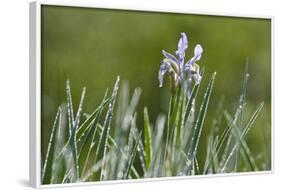 USA, Colorado, Crested Butte. Wild Iris with and Dewy Plants-Jaynes Gallery-Framed Photographic Print