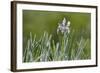 USA, Colorado, Crested Butte. Wild Iris with and Dewy Plants-Jaynes Gallery-Framed Photographic Print