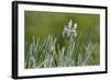 USA, Colorado, Crested Butte. Wild Iris with and Dewy Plants-Jaynes Gallery-Framed Photographic Print