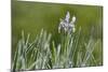 USA, Colorado, Crested Butte. Wild Iris with and Dewy Plants-Jaynes Gallery-Mounted Photographic Print