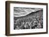 USA, Colorado, Crested Butte. Wildflowers Cover Hillside-Dennis Flaherty-Framed Photographic Print