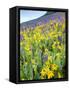 USA, Colorado, Crested Butte. Wildflowers covering hillside.-Jaynes Gallery-Framed Stretched Canvas