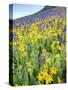 USA, Colorado, Crested Butte. Wildflowers covering hillside.-Jaynes Gallery-Stretched Canvas