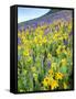 USA, Colorado, Crested Butte. Wildflowers covering hillside.-Jaynes Gallery-Framed Stretched Canvas