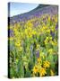 USA, Colorado, Crested Butte. Wildflowers covering hillside.-Jaynes Gallery-Stretched Canvas