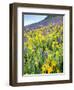 USA, Colorado, Crested Butte. Wildflowers covering hillside.-Jaynes Gallery-Framed Photographic Print